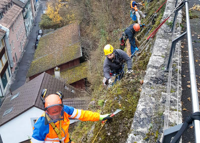 Sträucher schneiden in einer Felswand unterhalb der reformierten Kirche Aarburg, Auflage 2017